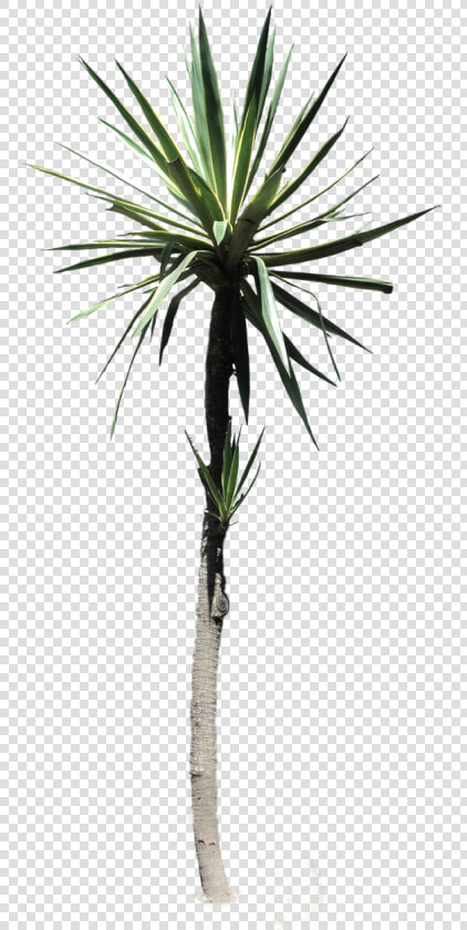  palmtree  yucca  desertplant  tropical  plant  nature   Desert Plant Png  Transparent PngTransparent PNG