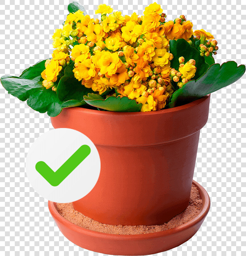 Chrysanths  HD Png DownloadTransparent PNG