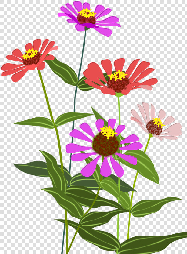 Cosmos Flower Clipart Png  Transparent PngTransparent PNG