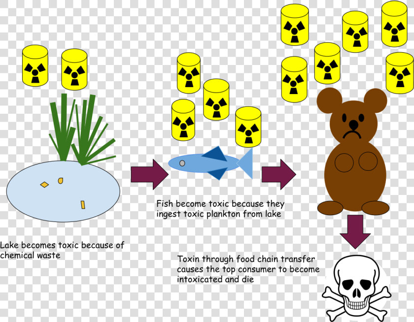 Top Consumers In Pond Ecosystem  HD Png DownloadTransparent PNG