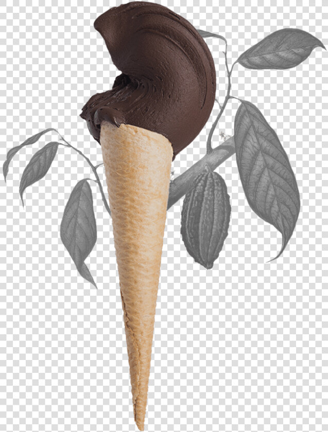 Cucurucho Helado De Chocolate   Theobroma Cacao  HD Png DownloadTransparent PNG