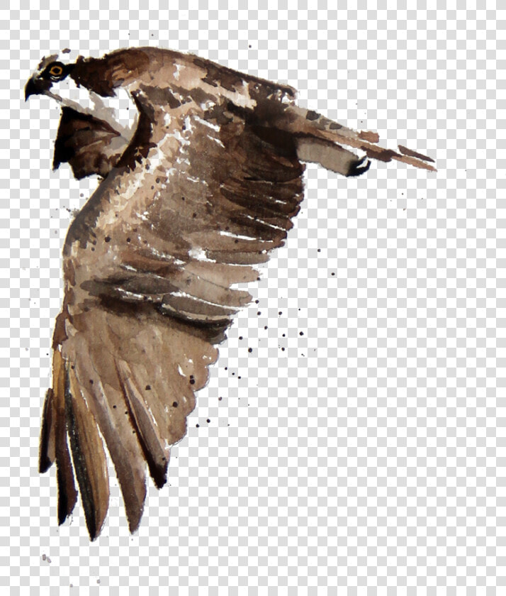 Osprey  HD Png DownloadTransparent PNG