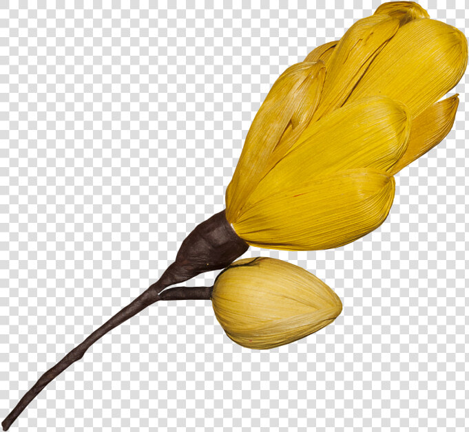 Transparent Magnolia Flower Png   Southern Magnolia  Png DownloadTransparent PNG