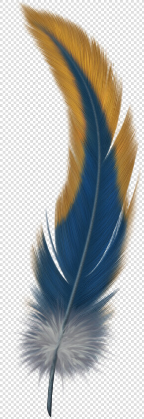 Feather Png   Bird Of Paradise Feather  Transparent PngTransparent PNG