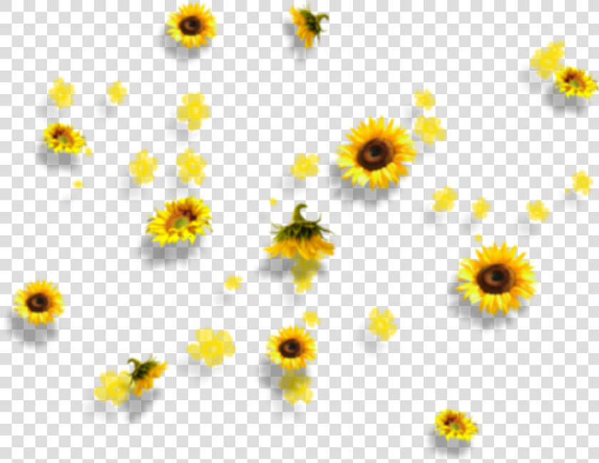 Yellow Flowers Aesthetic Tumblr Falling Clipart   Png   Aesthetic Sunflower Transparent Background  Png DownloadTransparent PNG