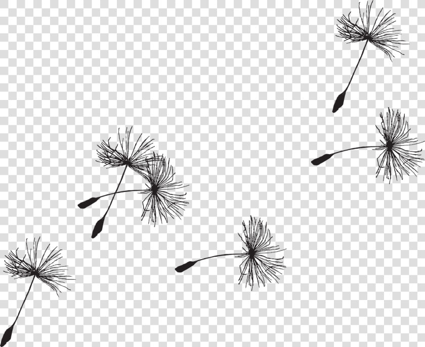 Dandelion Png Picture   Transparent Background Dandelion Seed Png  Png DownloadTransparent PNG