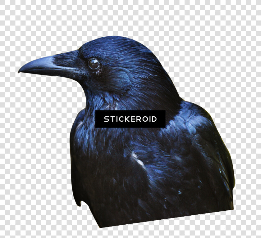 Crow Hd Birds   American Crow  HD Png DownloadTransparent PNG