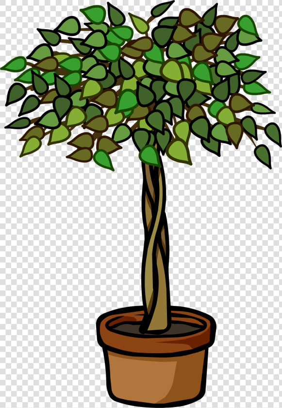 John Cena Clipart Plant   Ficus Tree Clip Art  HD Png DownloadTransparent PNG