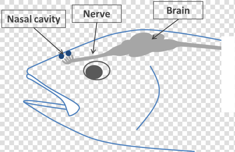 Nasal Cavity In A Fish  HD Png DownloadTransparent PNG