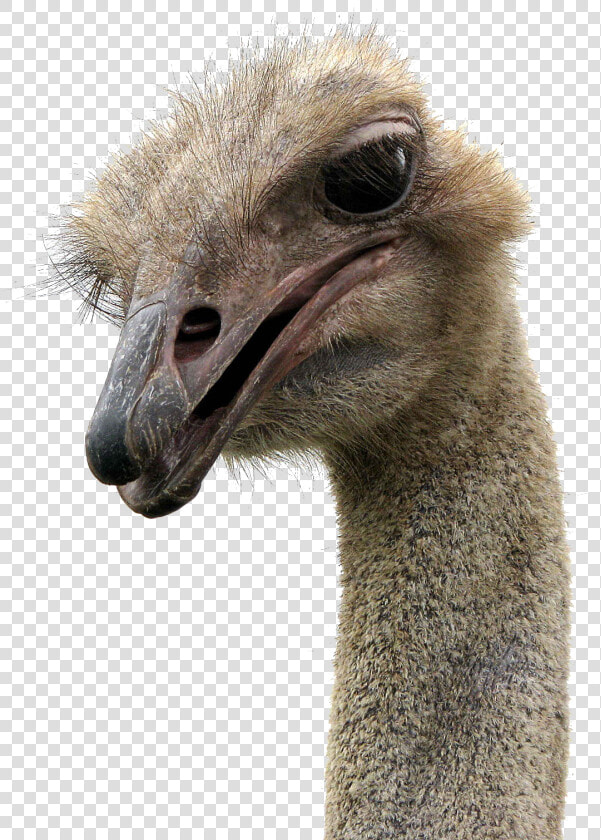 Ostrich Png   Running Highway Mad Ostrich  Transparent PngTransparent PNG