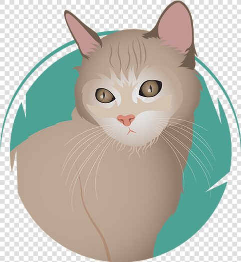 Shakira   American Wirehair  HD Png DownloadTransparent PNG