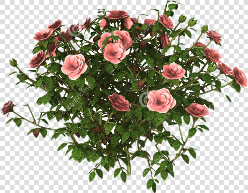  rosas  roses  pederosas  jardim  garden  flores  flowers   Rose Bushes White Background  HD Png DownloadTransparent PNG