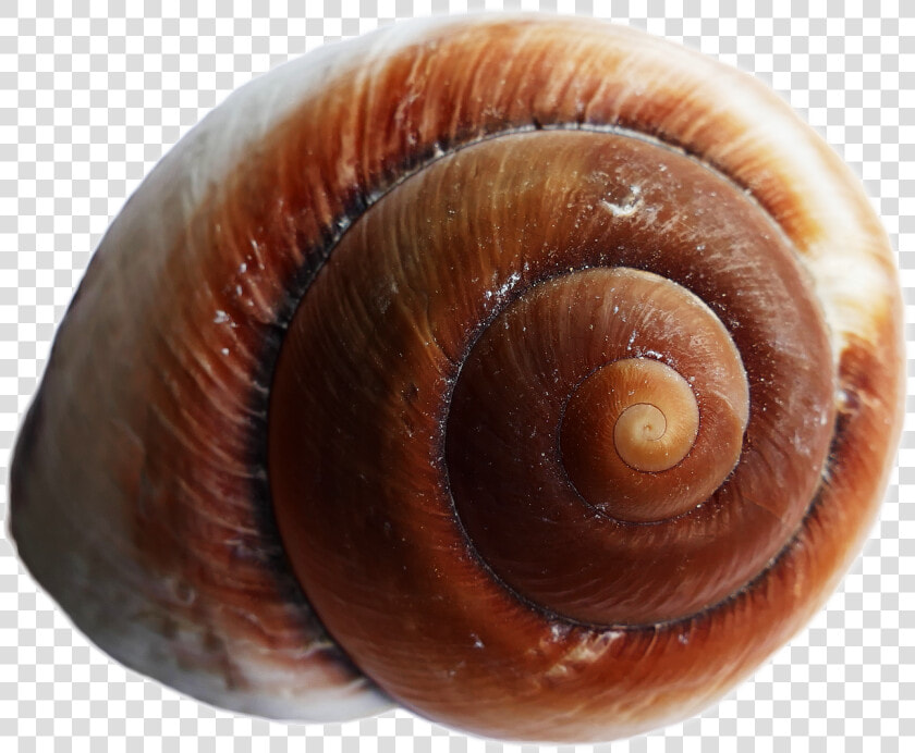 Sea Shell Png Transparent Image   Small Snail Shell Transparent Background  Png DownloadTransparent PNG