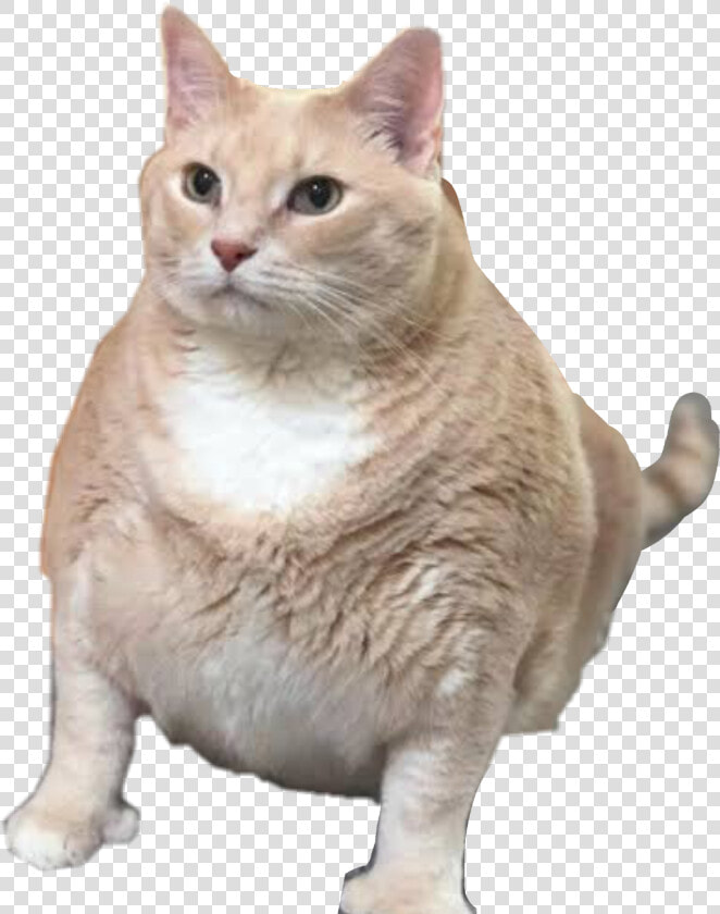  fatcat Fat Cat Sticker Fatcat  freetoedit   Chonk Cat With Thumbs  HD Png DownloadTransparent PNG