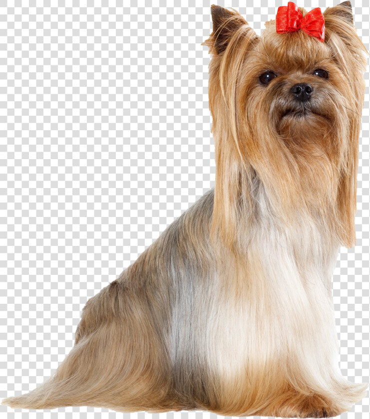 Yorkshire Terrier Png Free Download   Yorkshire Terrier  Transparent PngTransparent PNG