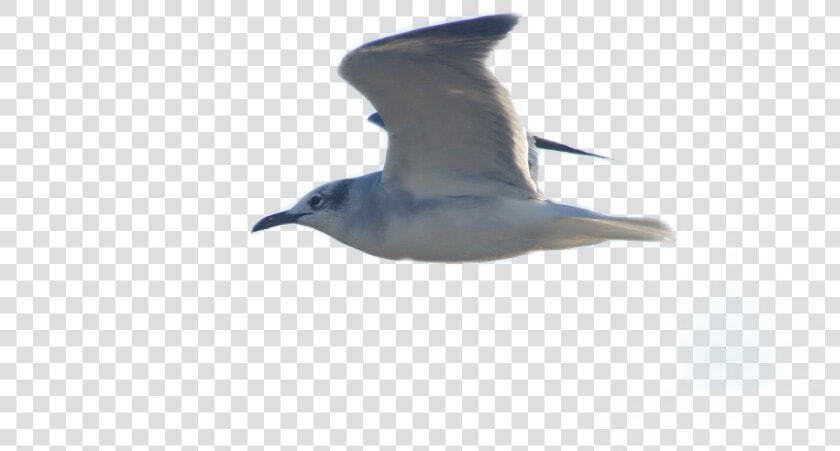  gaviota   White Breasted Nuthatch  HD Png DownloadTransparent PNG