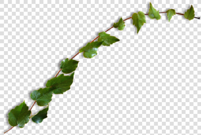  vine  leaves  plant  green  ivy  freetoedit   Leaves Transparent Instagram  HD Png DownloadTransparent PNG