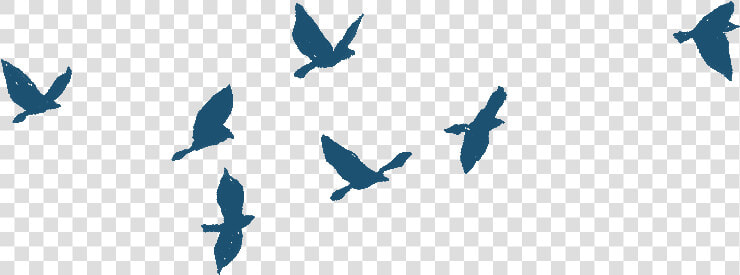 Pigeon Clipart Letter Gif   Bird Gif Animation Png  Transparent PngTransparent PNG