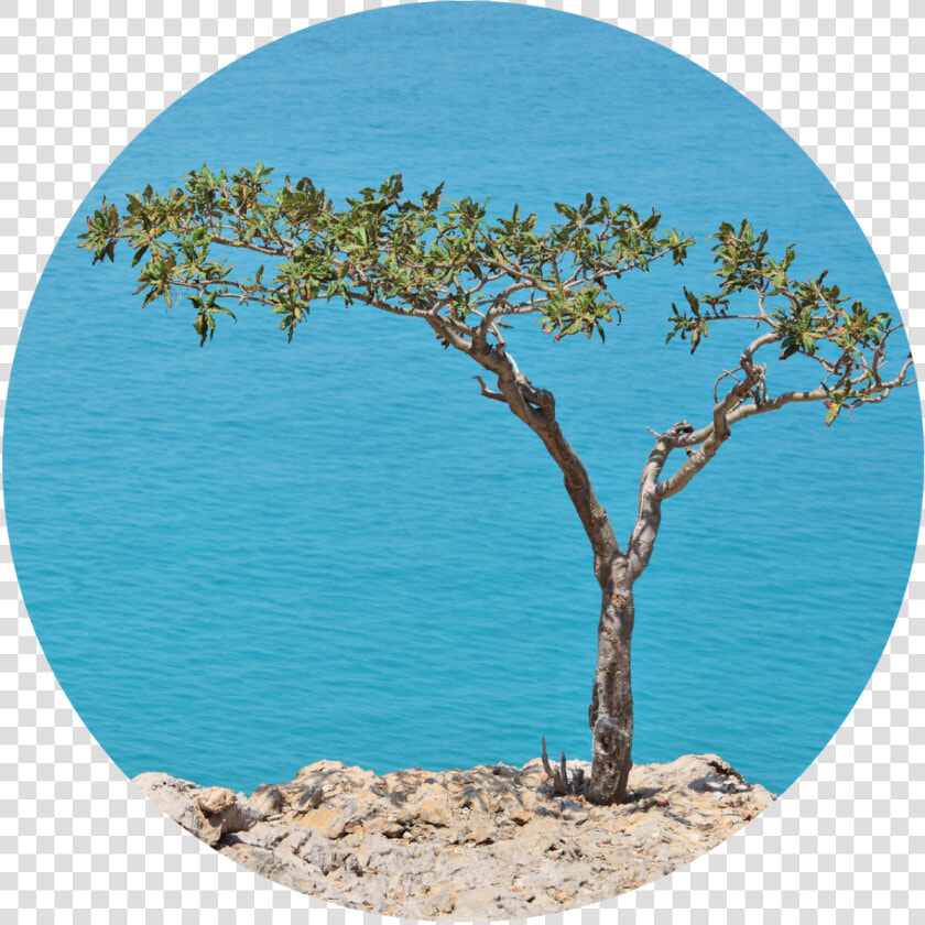 Boswellia Tree  HD Png DownloadTransparent PNG