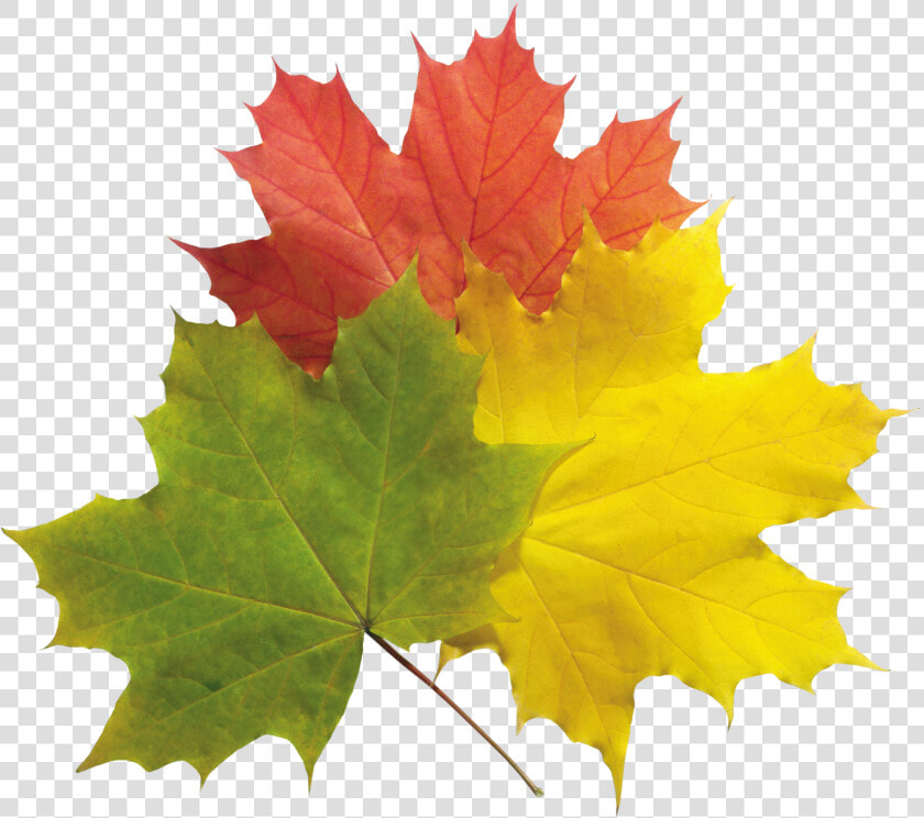 Real Fall Leaves Png   Real Fall Leaves  Transparent PngTransparent PNG