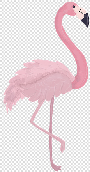 Flamingo  Animal  Zoo  Animal World  Bird  Feather   Gambar Hewan Flamingo Kartun  HD Png DownloadTransparent PNG