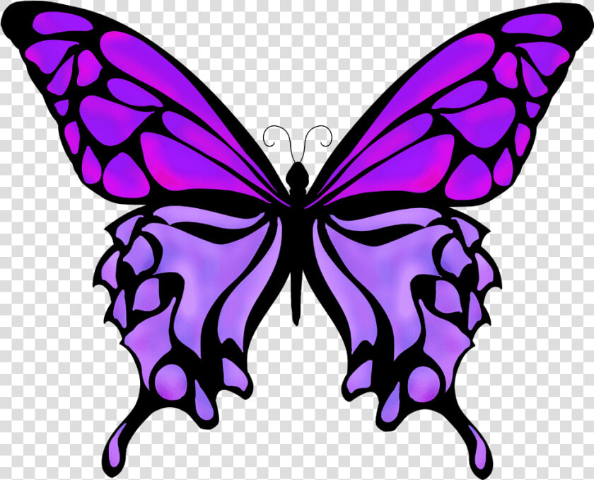 Butterflies Drawing Color   Silhouette Butterfly Vector Png  Transparent PngTransparent PNG