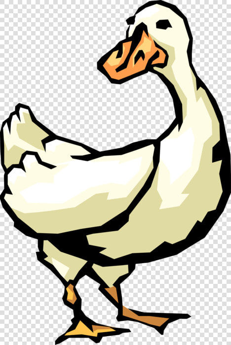 Vector Illustration Of White Waterfowl Duck Bird  HD Png DownloadTransparent PNG