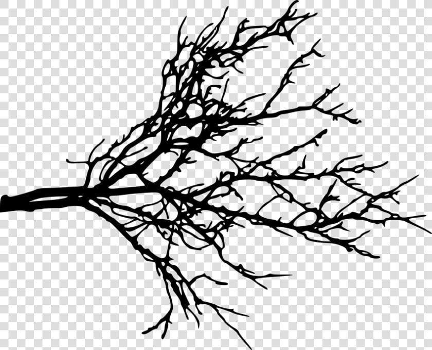 Branch Portable Network Graphics Clip Art Tree Twig   Tree Branches Transparent Background  HD Png DownloadTransparent PNG