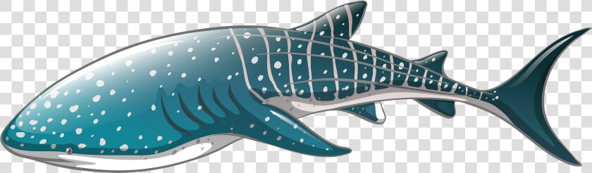 Whale Shark Png Clipart Whale Shark Icon Png   Whale Shark Vector Png  Transparent PngTransparent PNG