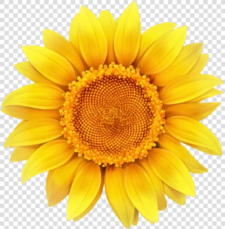  daisy  sunflower  bloom  flower  border  flowers  white   Transparent Background Sunflower Clipart  HD Png DownloadTransparent PNG