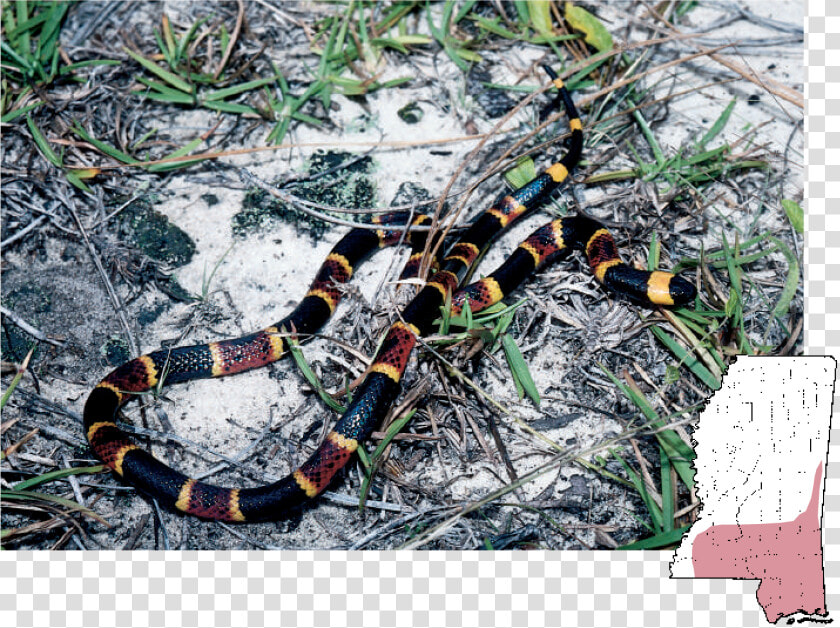 South Mississippi Snakes  HD Png DownloadTransparent PNG