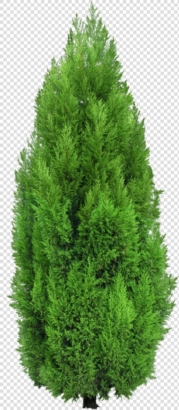 Cypress Tree Png  Transparent PngTransparent PNG