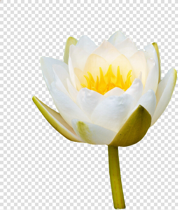 Water Lily  Rose  Flower  Water Rose  Nuphar Lutea   White Water Lily Bud Png  Transparent PngTransparent PNG