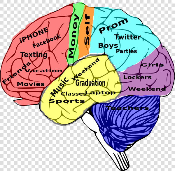 High School On The Brain Clip Art At Vector Transparent   High School Brain Diagram  HD Png DownloadTransparent PNG