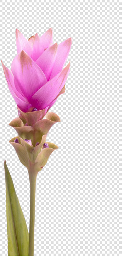 Drawing Tulips Tulip Petal   Siam Tulip  HD Png DownloadTransparent PNG