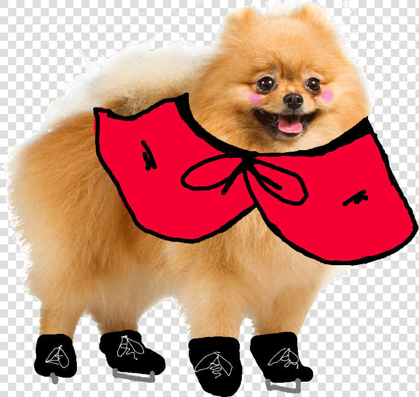 Transparent Pomeranian Png   Transparent Pomeranian  Png DownloadTransparent PNG