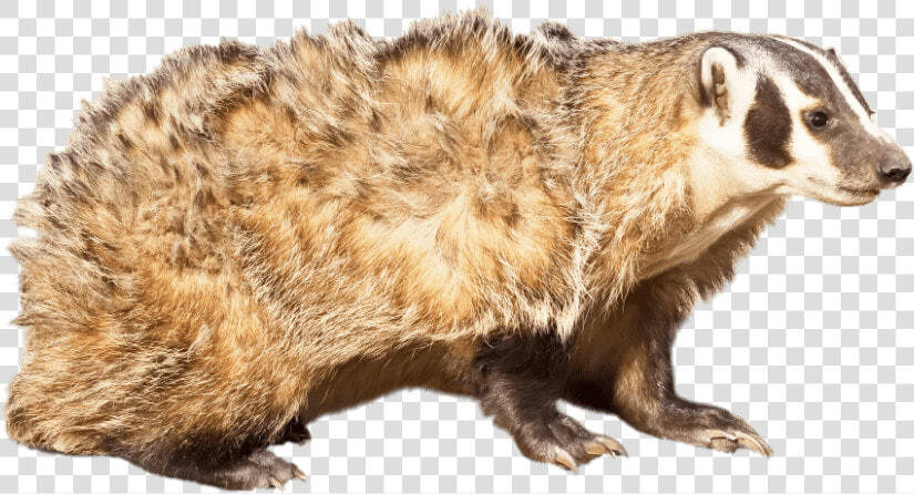 American Badger   American Badger White Background  HD Png DownloadTransparent PNG