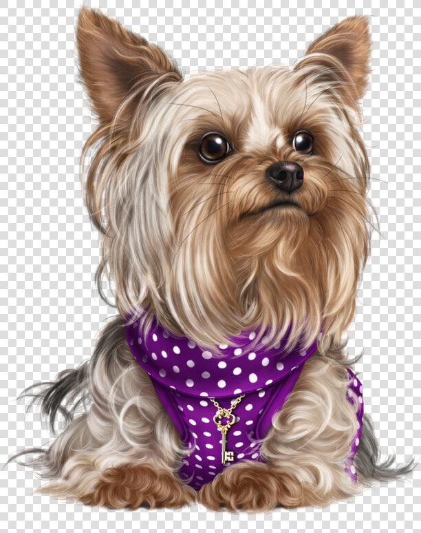 Yorky  Puppy Images  Cute Puppies  Cute Dogs  Dog Cat    Dog Yorkie Png Transparent  Png DownloadTransparent PNG