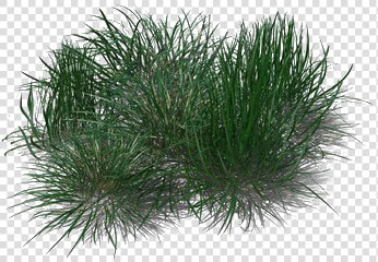 Green Beach Grass Transparent Png   Beach Grass Png  Png DownloadTransparent PNG