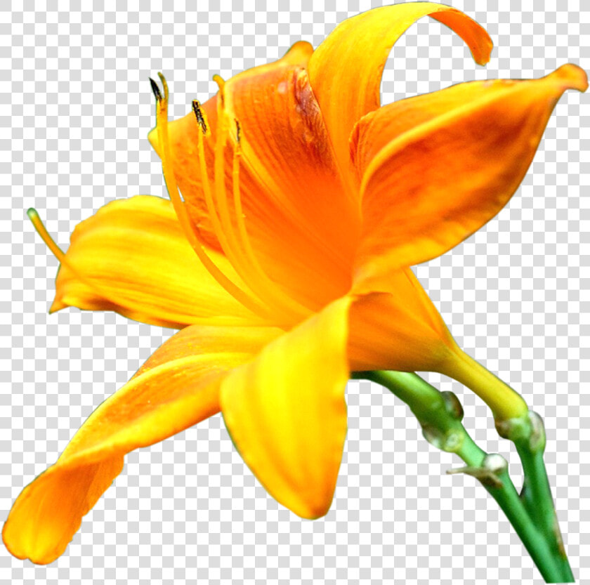 Transparent Lily Flower Png   Yellow Lily Png  Png DownloadTransparent PNG