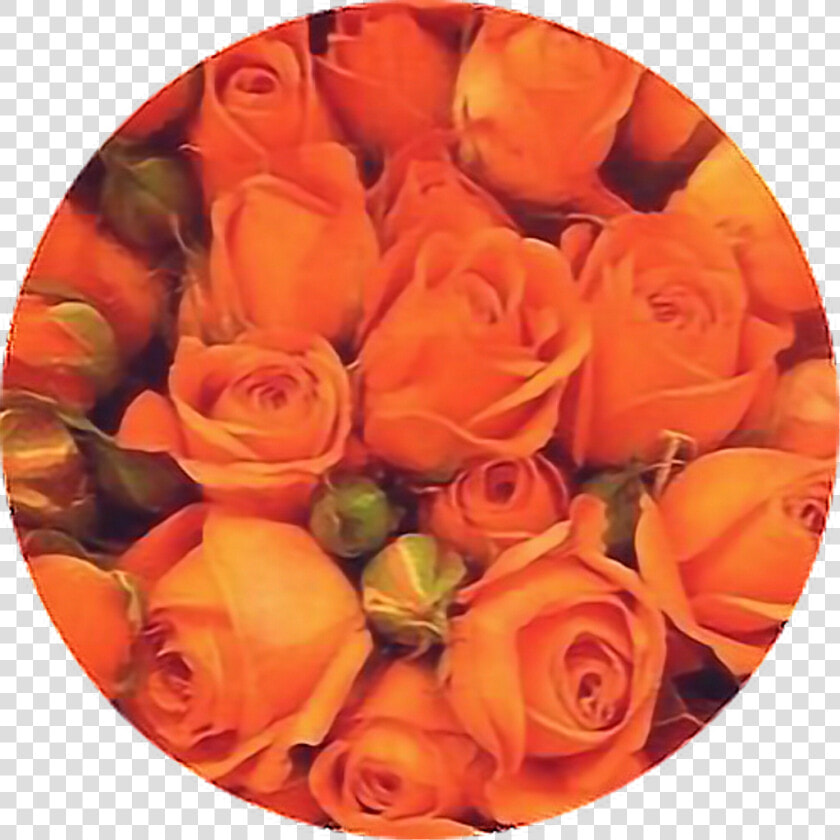 Aesthetic Orange Flower Background   Png Download   Orange Aesthetic Roses  Transparent PngTransparent PNG