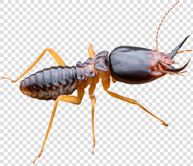 Wingless Termites Vs Ants  HD Png DownloadTransparent PNG