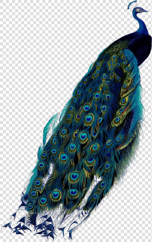 Pavo Real  Peacock Colors  Peacocks  Feather  Peacock    Peacock Png  Transparent PngTransparent PNG