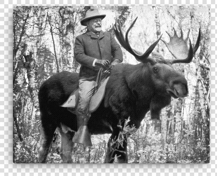 Teddy Roosevelt Riding A Bullmoose Canvas   Teddy Roosevelt Riding A Bull Moose  HD Png DownloadTransparent PNG