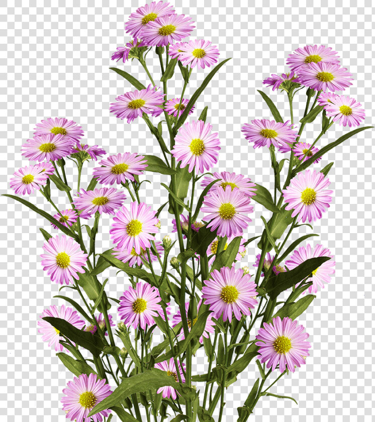 Beautiful Pink Aster Flowers   Alpine Aster  HD Png DownloadTransparent PNG