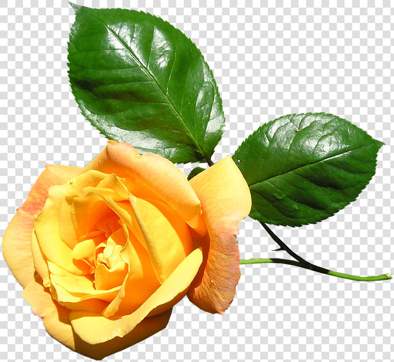 Yellow  Rose  Stem  Flower   Yellow Rose With Stem Png  Transparent PngTransparent PNG