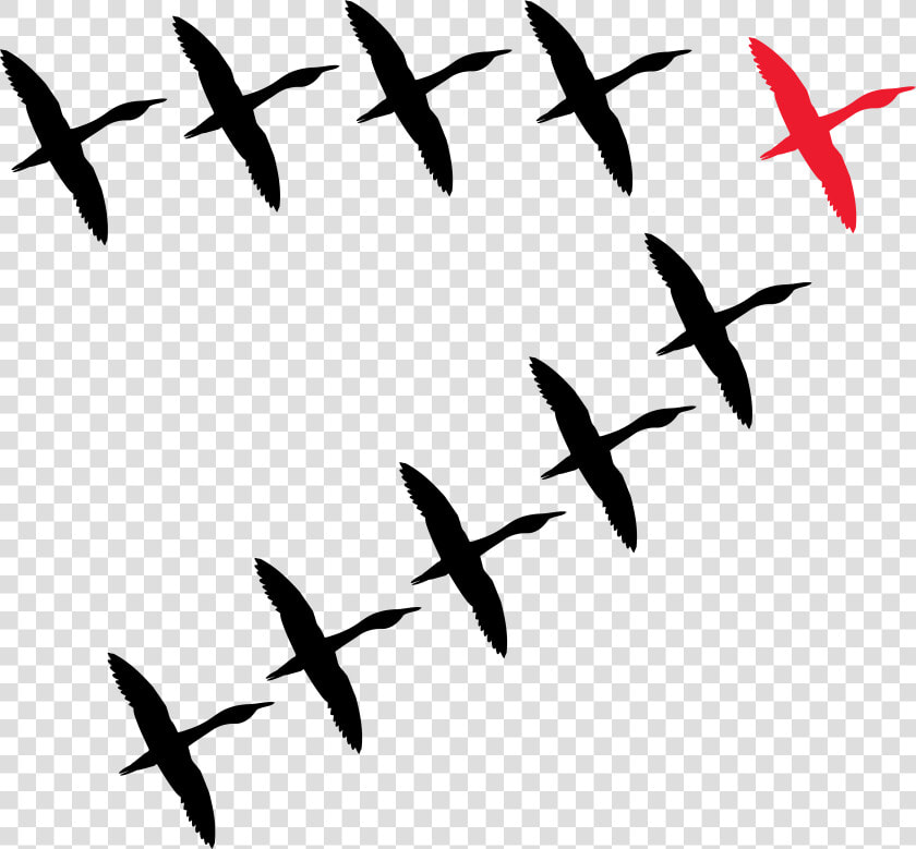 Transparent Bird Flock Png   Flock  Png DownloadTransparent PNG