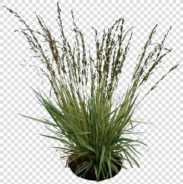 Plants Png Pic   Transparent Background Long Grass  Png DownloadTransparent PNG