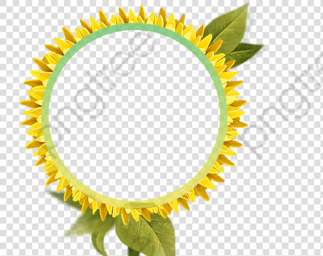 Transparent Sunflower Clipart Png   Border Bunga Matahari  Png DownloadTransparent PNG