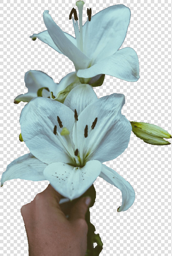 Lilies Sympathy Flowers   Stargazer Lily  HD Png DownloadTransparent PNG